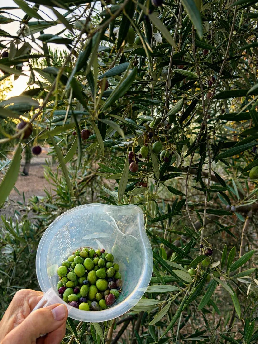 Muestra de aceituna para análisis de rendimiento graso en Jaén